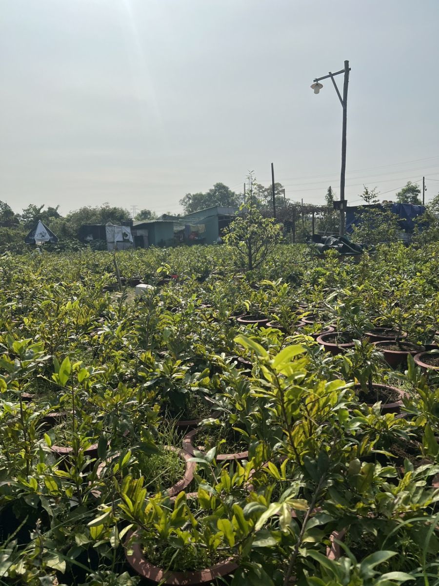 VƯỜN MAI VÀNG ( HOA MAI NGÀY TẾT)  BÌNH DƯƠNG -  CUNG CẤP CÂY MAI DỊP TẾT 2025 GIÁ RẺ